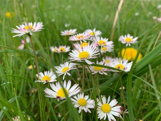 Fototapeta premium daisies in the grass