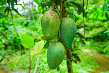 Hanging fresh green big mangoes 