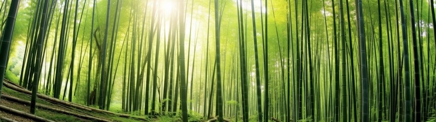 Fototapeta premium serene bamboo forest with sunlight shining through