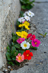 A group of flowers growing in the cracks of a concrete wall.
