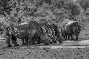 Fototapeta premium Rhino quenching their thirst at a watering hole