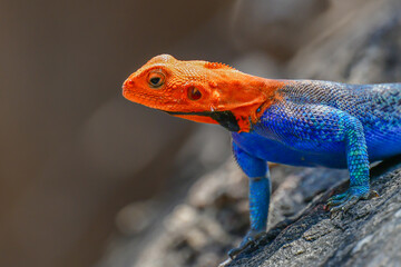 Agama Lizard