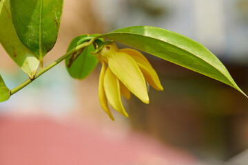 Close-up view of climbing Ylang-ylang flower blooming on tree branch