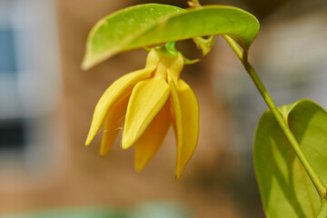 Close-up view of climbing Ylang-ylang flower blooming on tree branch