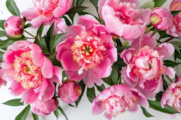 Vibrant Pink Peonies in Full Bloom, Beautiful Floral Arrangement on White Background
