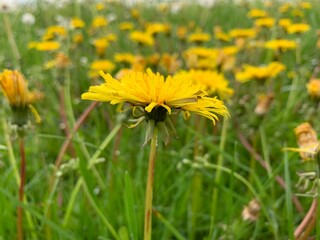 yellow dandelion flower
