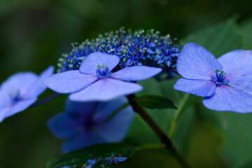 blue hydrangea