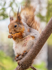 The squirrel with nut sits on a branches in the spring or summer.