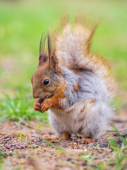 Squirrel eats a nut while sitting in green grass. Eurasian red squirrel, Sciurus vulgaris