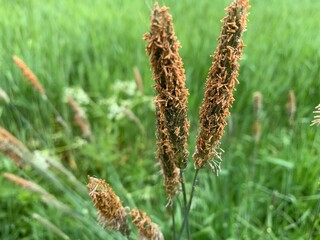 Naklejka premium ears of wheat