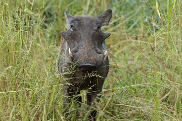 Common Warthog (Phacochoerus Africanus) in South Luangwa National Park. Zambia. Africa.