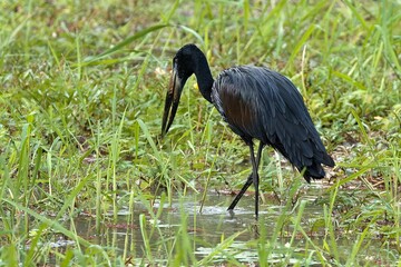African Openbill (Anastomus lamelligerus). South Luangwa National Park. Zambia. Africa.