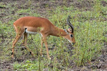 Naklejka na ściany i meble Impala (Aepyceros melampus). South Luangwa National Park. Zambia. Africa.