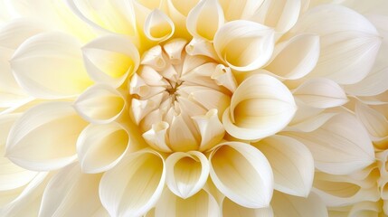   A tight shot of a white bloom, featuring numerous petals clustered around its core, with the flower's heart at the center of the petals