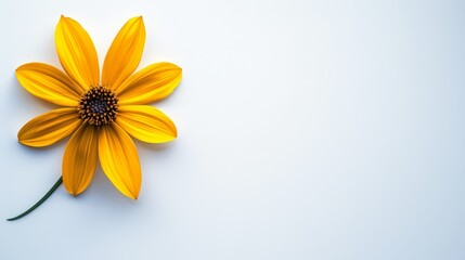   A yellow flower against a white background, its center boasting black depth