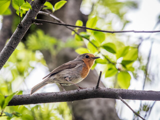 European Robin, Erithacus rubecula, song bird sits on tree in the spring forest or park
