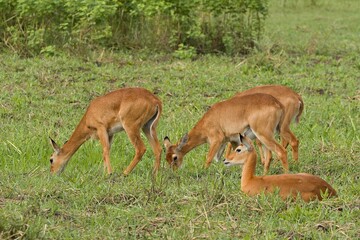 Impala (Aepyceros melampus). South Luangwa National Park. Zambia. Africa.
