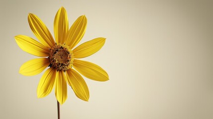   A yellow flower with a brown center against a white background The flower displays a yellow hue in its petals, while its center remains brown