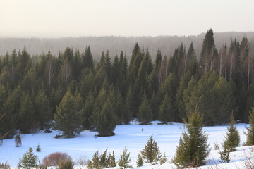 forest in the mountains