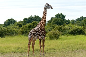 Thornicrofts Giraffe (Giraffa camelopardalis thornicrofti) is a subspecies of Masai giraffe. It is an endemic species, found only in South Luangwa National Park. Zambia. Africa.