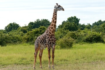 Thornicrofts Giraffe (Giraffa camelopardalis thornicrofti) is a subspecies of Masai giraffe. It is...