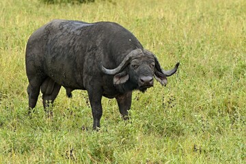 Cape Buffalo (Syncerus caffer caffer). South Luangwa National Park. Zambia. Africa.