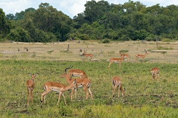 Impala (Aepyceros melampus) in South Luangwa National Park. Zambia. Africa.