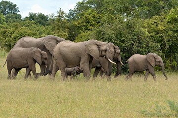 Fototapeta premium African Elephant (Loxodonta africana) in South Luangwa National Park. Zambia. Africa.