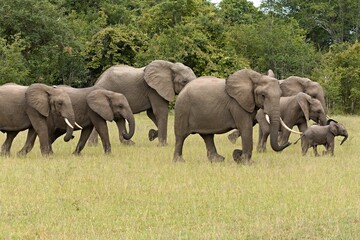 African Elephant (Loxodonta africana) in South Luangwa National Park. Zambia. Africa.
