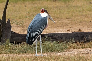 Marabou Stork (Leptoptilos crumeniferus). South Luangwa National Park. Zambia. Africa.