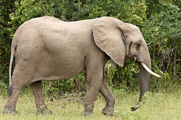 African Elephant (Loxodonta africana). South Luangwa National Park. Zambia. Africa.