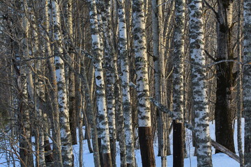 Fototapeta premium birch forest in early March