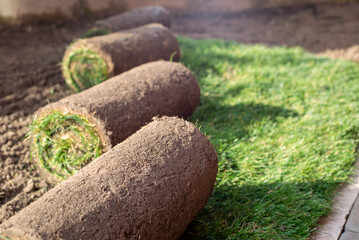 Stack of turf grass for lawn. roll of sod, turf grass roll.
