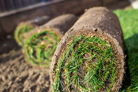 Roll of fresh sod grass planted on a newly landscaped lawn