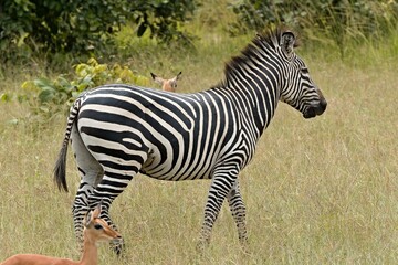 Fototapeta na wymiar Crawshay's Zebra (Equus quagga crawshayi). South Luangwa National Park. Zambia. Africa.
