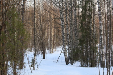 birch forests of northeastern Europe in mid-March