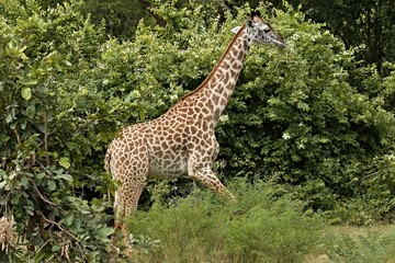 Thornicrofts Giraffe (Giraffa camelopardalis thornicrofti) is a subspecies of Masai giraffe. It is an endemic species, found only in South Luangwa National Park. Zambia. Africa.