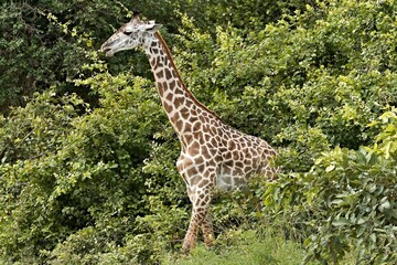 Thornicrofts Giraffe (Giraffa camelopardalis thornicrofti) is a subspecies of Masai giraffe. It is an endemic species, found only in South Luangwa National Park. Zambia. Africa.