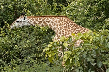 Thornicrofts Giraffe (Giraffa camelopardalis thornicrofti) is a subspecies of Masai giraffe. It is an endemic species, found only in South Luangwa National Park. Zambia. Africa.