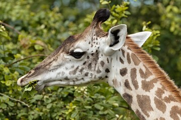 Thornicrofts Giraffe (Giraffa camelopardalis thornicrofti) in South Luangwa National Park. Zambia. Africa.