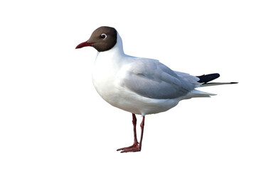 Beautiful seagull standing isolated on transparent background.