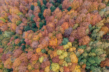Jesienny Las, Małopolskie, Poland © Maciej G. Szling