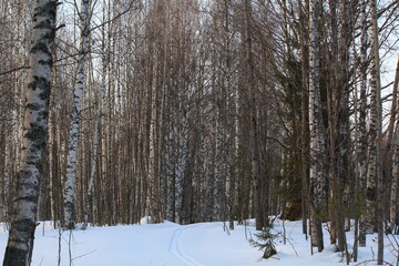 Fototapeta premium snow covered trees