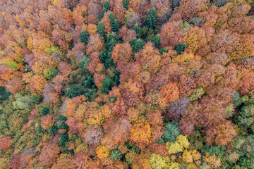 Jesienny Las, Małopolskie, Poland © Maciej G. Szling
