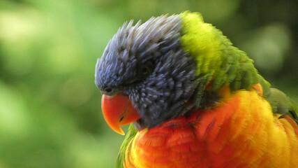 close up of rainbow lorikeet parrot alone outdoors in natural environment green leaf background in Sydney, Australia