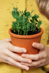 A child, dressed in a vibrant yellow sweater, delicately holds a terracotta pot with a green plant.