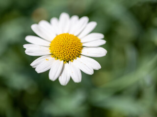 Close-up of a wild daisy flower (Leucanthemum vulgare), white chamomile on green blurred background.