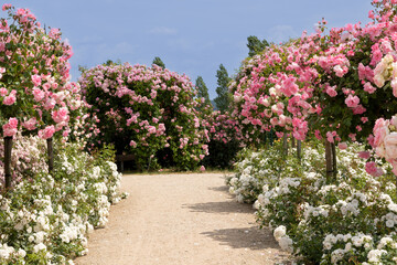 a footway between a variety of rose bushes with different colors in white, pink and red