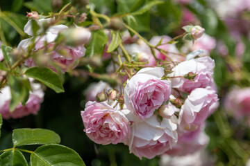 Close-up of many pink roses in full bloom with green leaves