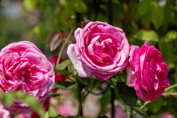 Close-up of three red roses in full bloom